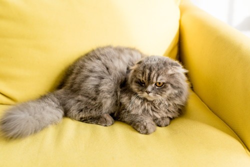 Кіт на дивані